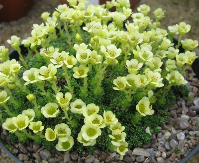 Saxifraga 'Gothenburg'